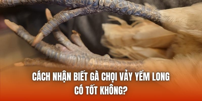 Cách nhận biết gà chọi vảy yểm long có tốt không?